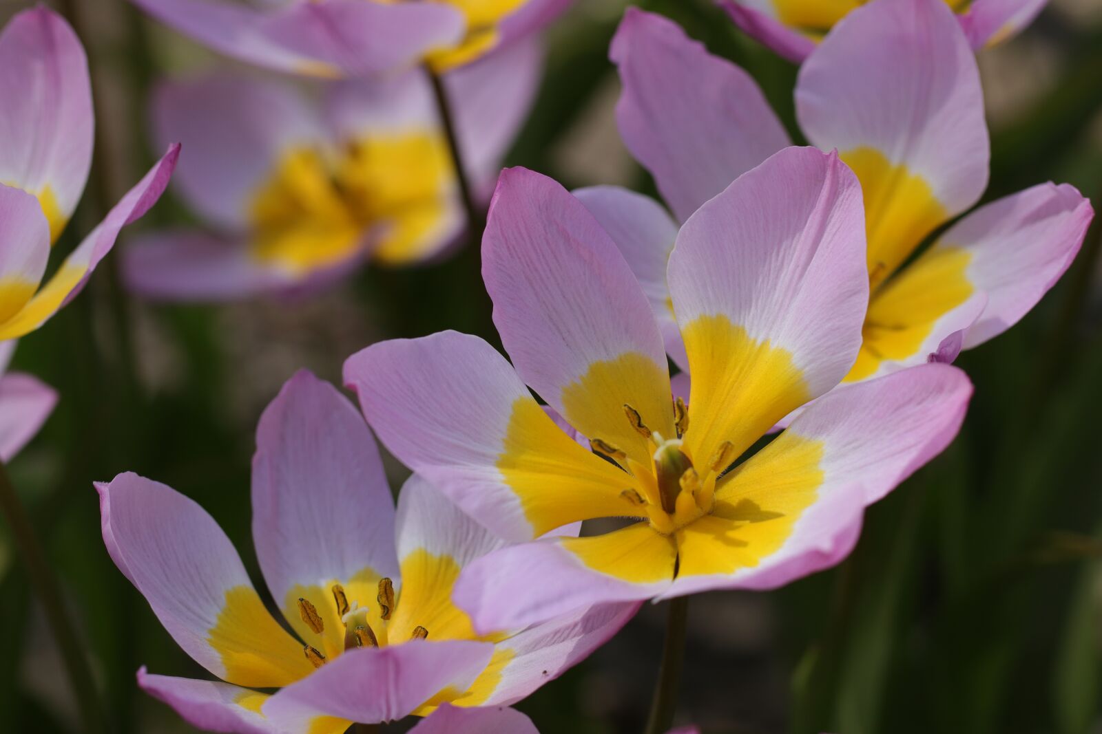 Canon EF 100mm F2.8L Macro IS USM sample photo. Tulips, tulip, flowers photography