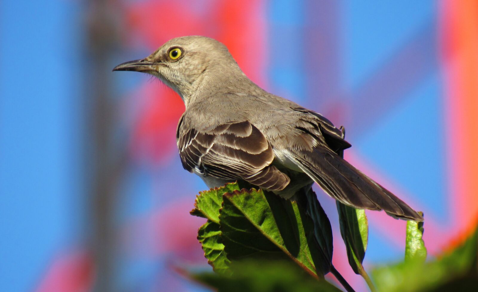 Canon PowerShot SX530 HS sample photo. Bird, songbird, perching photography