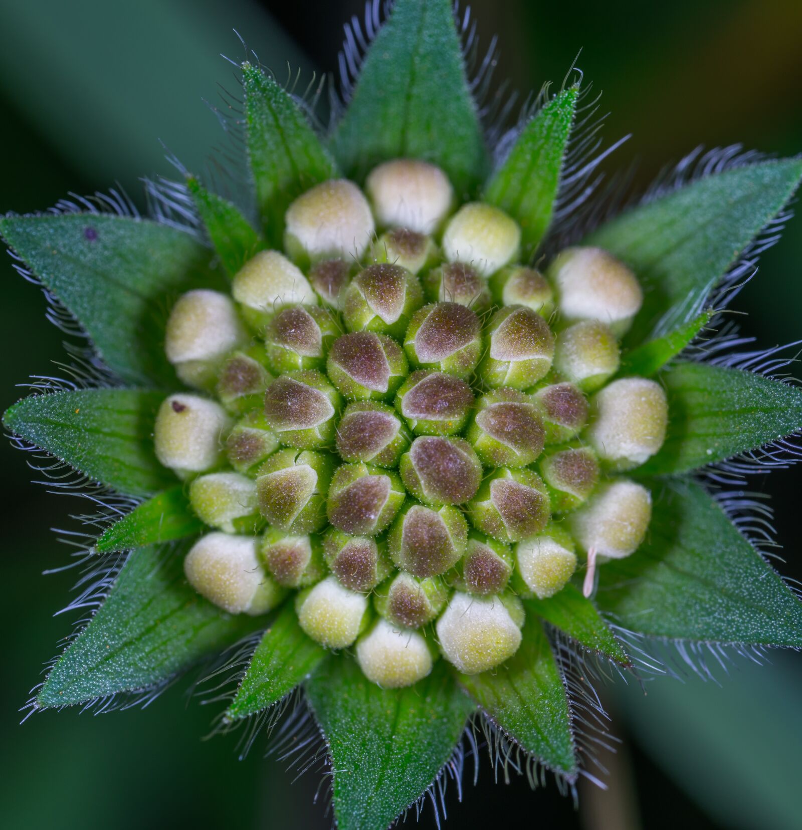 Sony a7R II sample photo. Nature, no one, plant photography