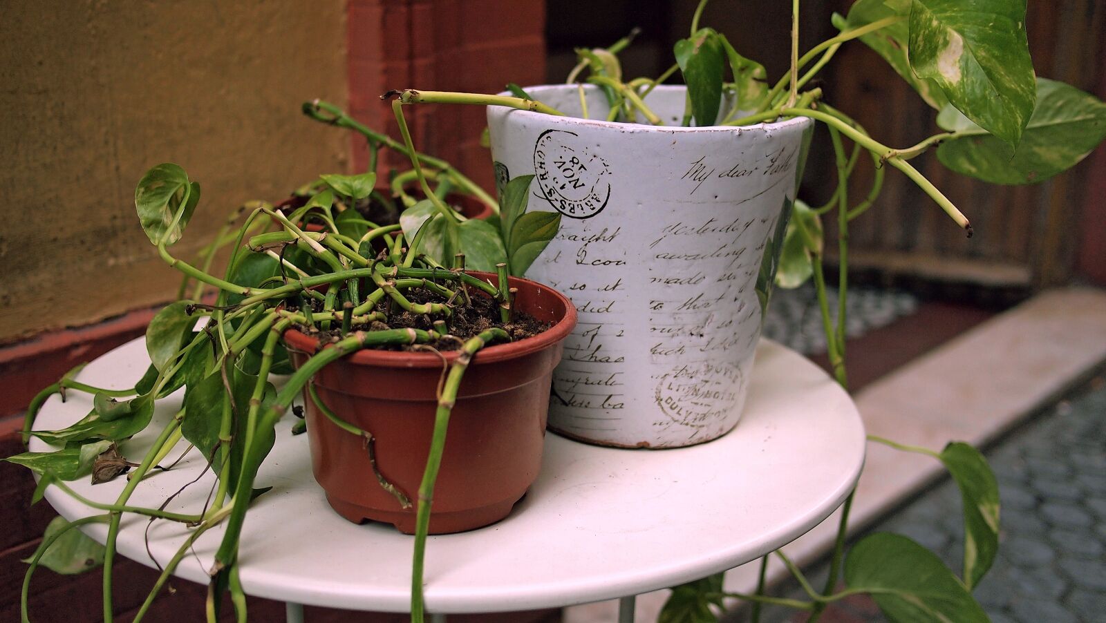 Olympus PEN E-PL1 sample photo. Plants, outdoor, garden photography