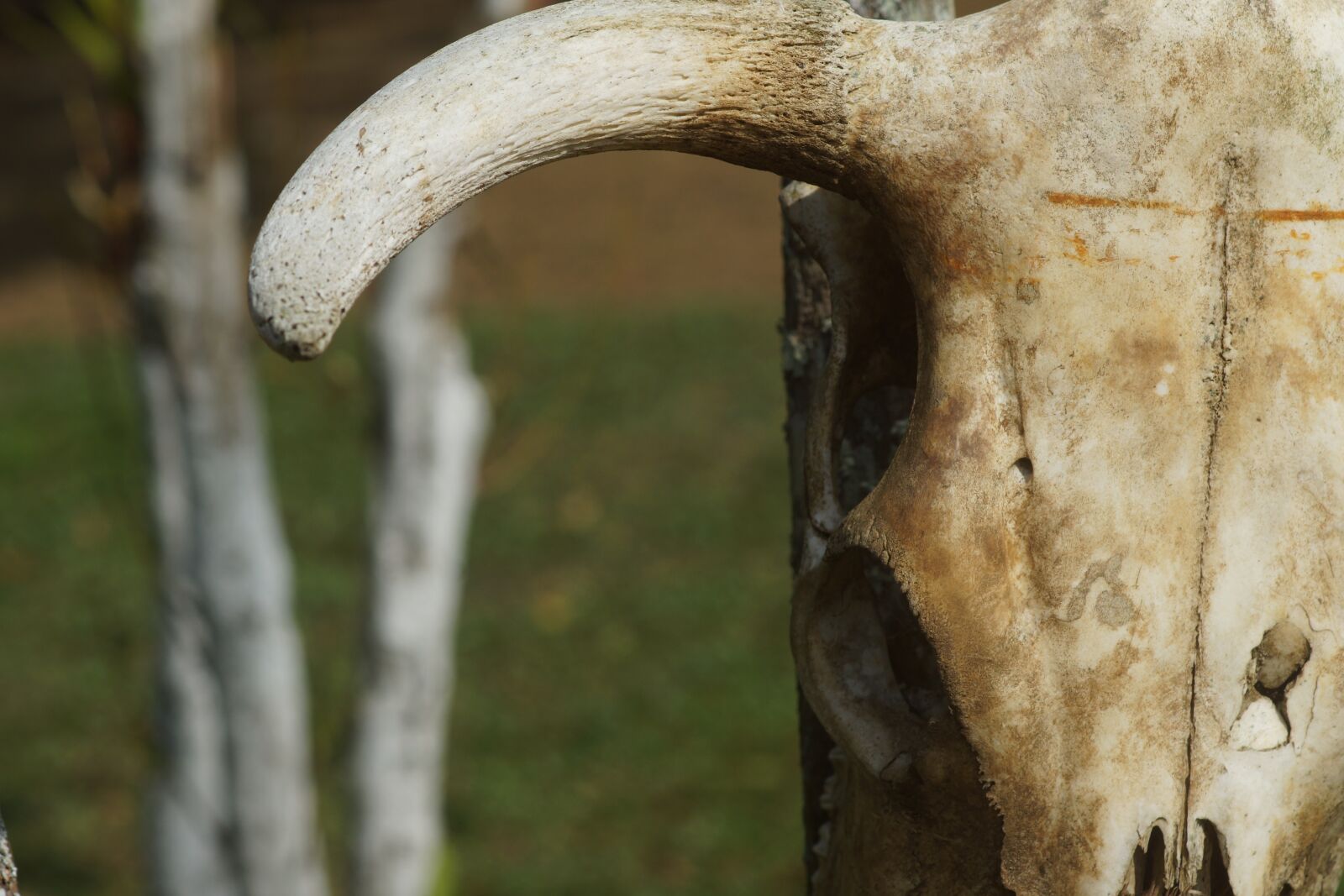 Sony SLT-A77 + Tamron SP AF 90mm F2.8 Di Macro sample photo. Horns, cow, livestock photography