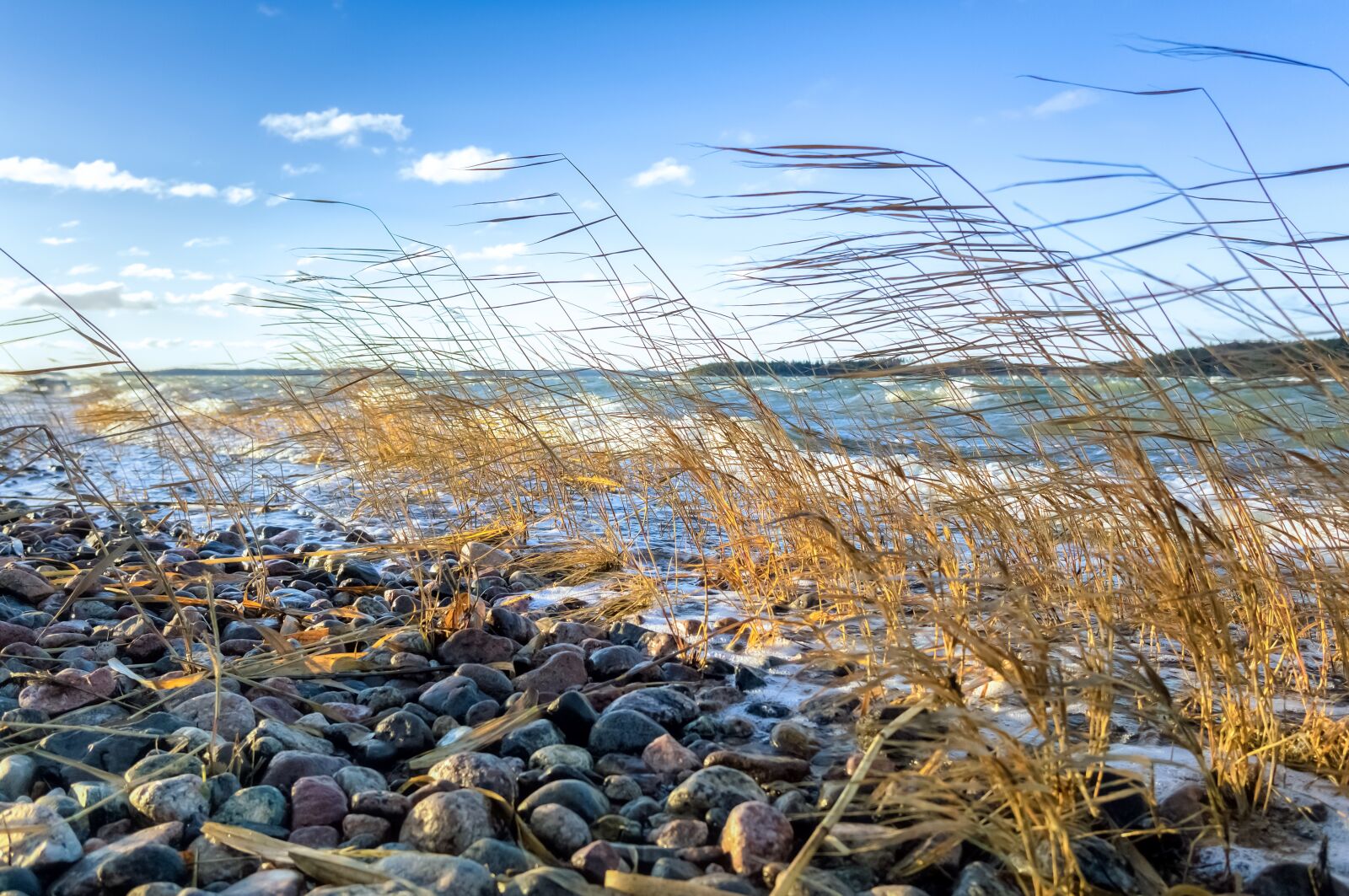 Sony Alpha NEX-5N + Sigma 19mm F2.8 EX DN sample photo. Sea, reed, beach photography