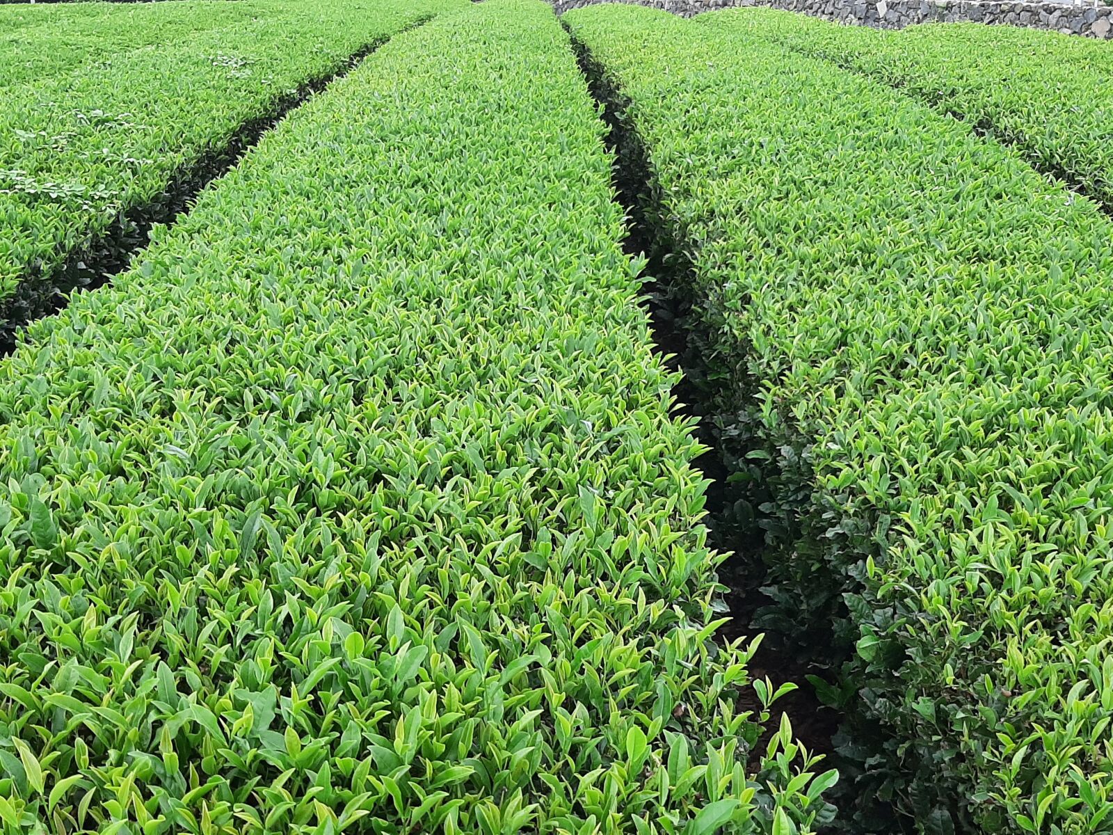 Samsung Galaxy A50 sample photo. Green tea, tea field photography