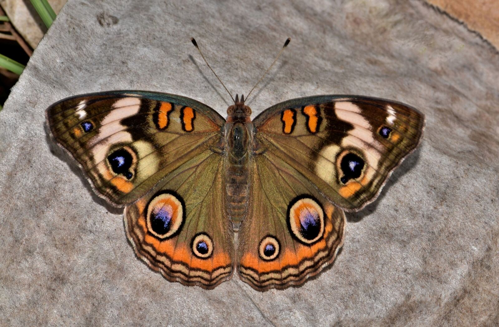 Nikon D5300 sample photo. Butterfly, common buckeye, insect photography