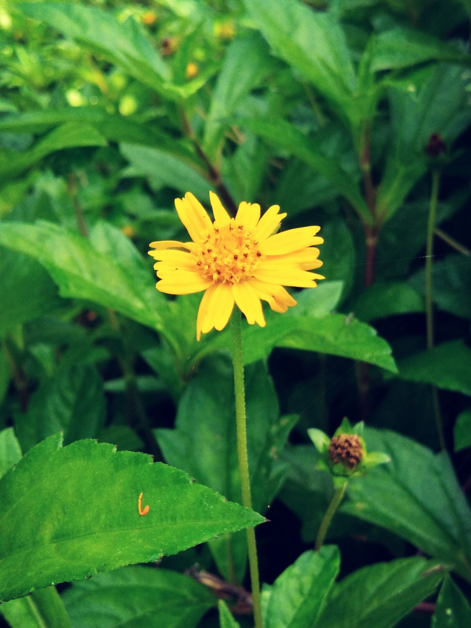 vivo Y55s sample photo. Yellow, daisy, flower photography