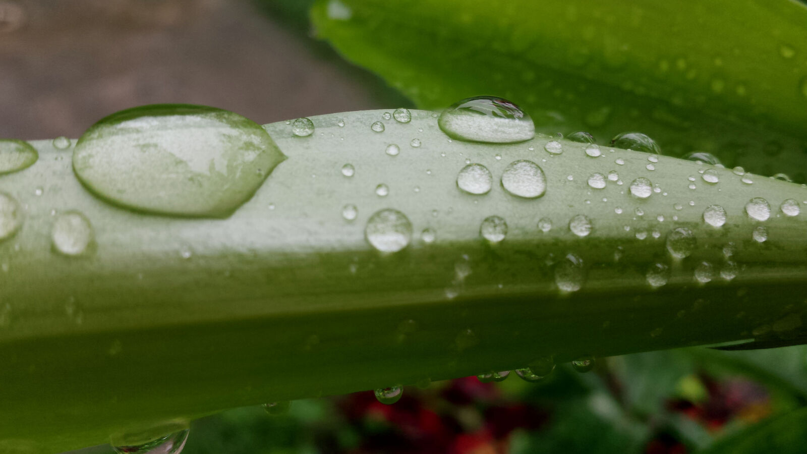 Samsung Galaxy S4 sample photo