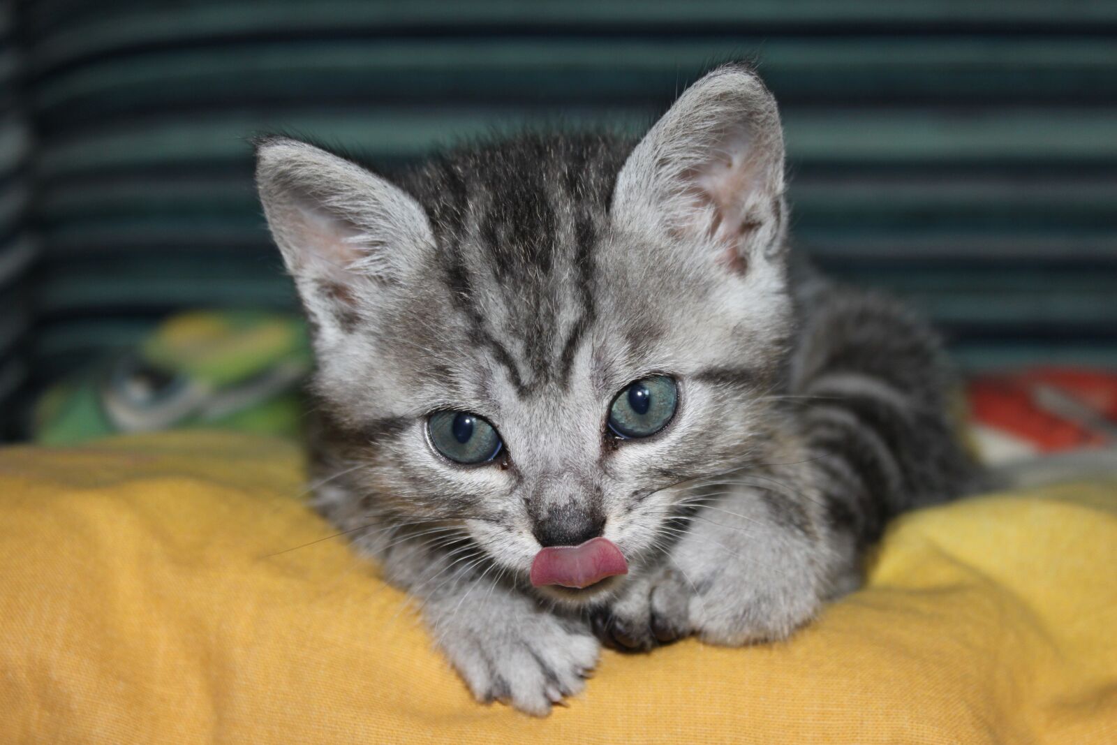 Canon EOS 500D (EOS Rebel T1i / EOS Kiss X3) sample photo. Cat, animals, domestic cat photography