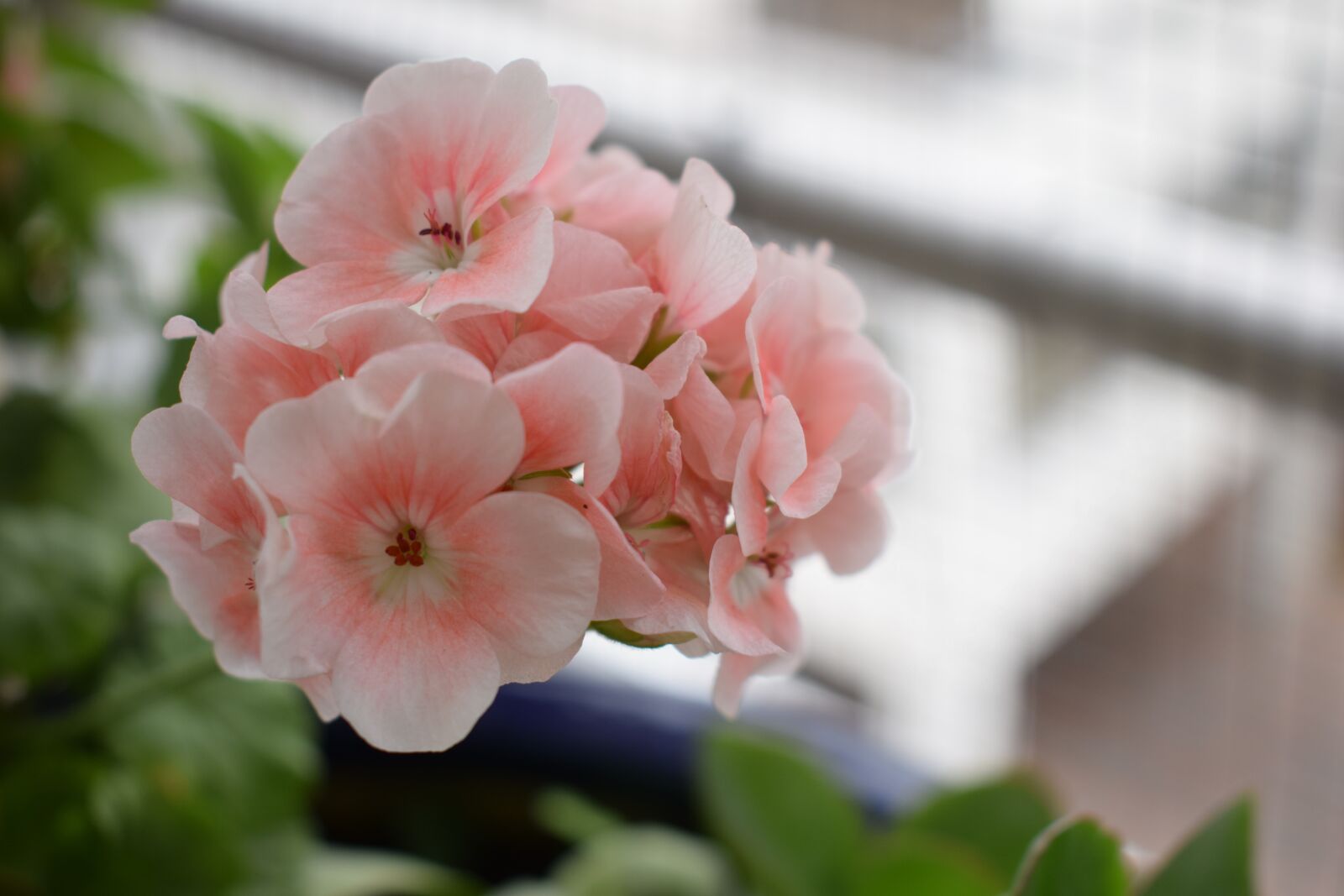 Nikon D5300 sample photo. Colombia, flowers, petals photography