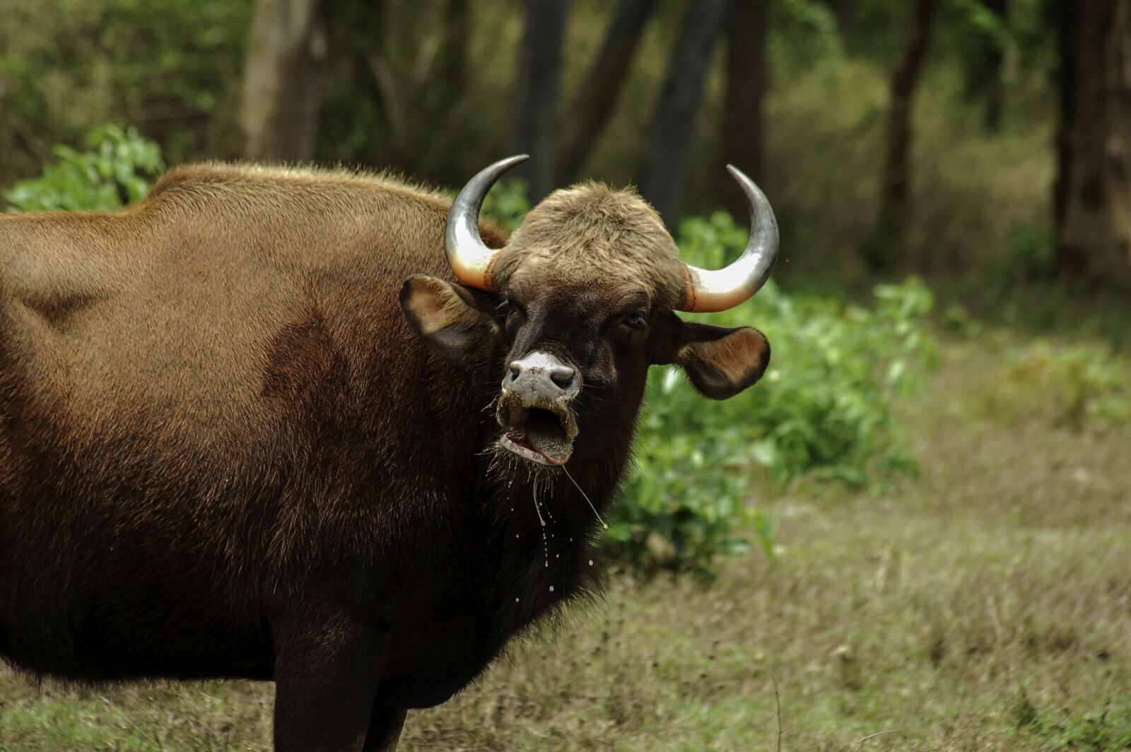 Nikon D50 sample photo. Animal, mammal, nature photography