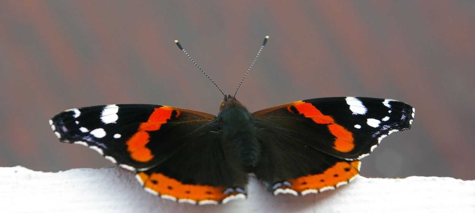 Pentax *ist DL2 sample photo. Butterfly, balcony edge, black photography