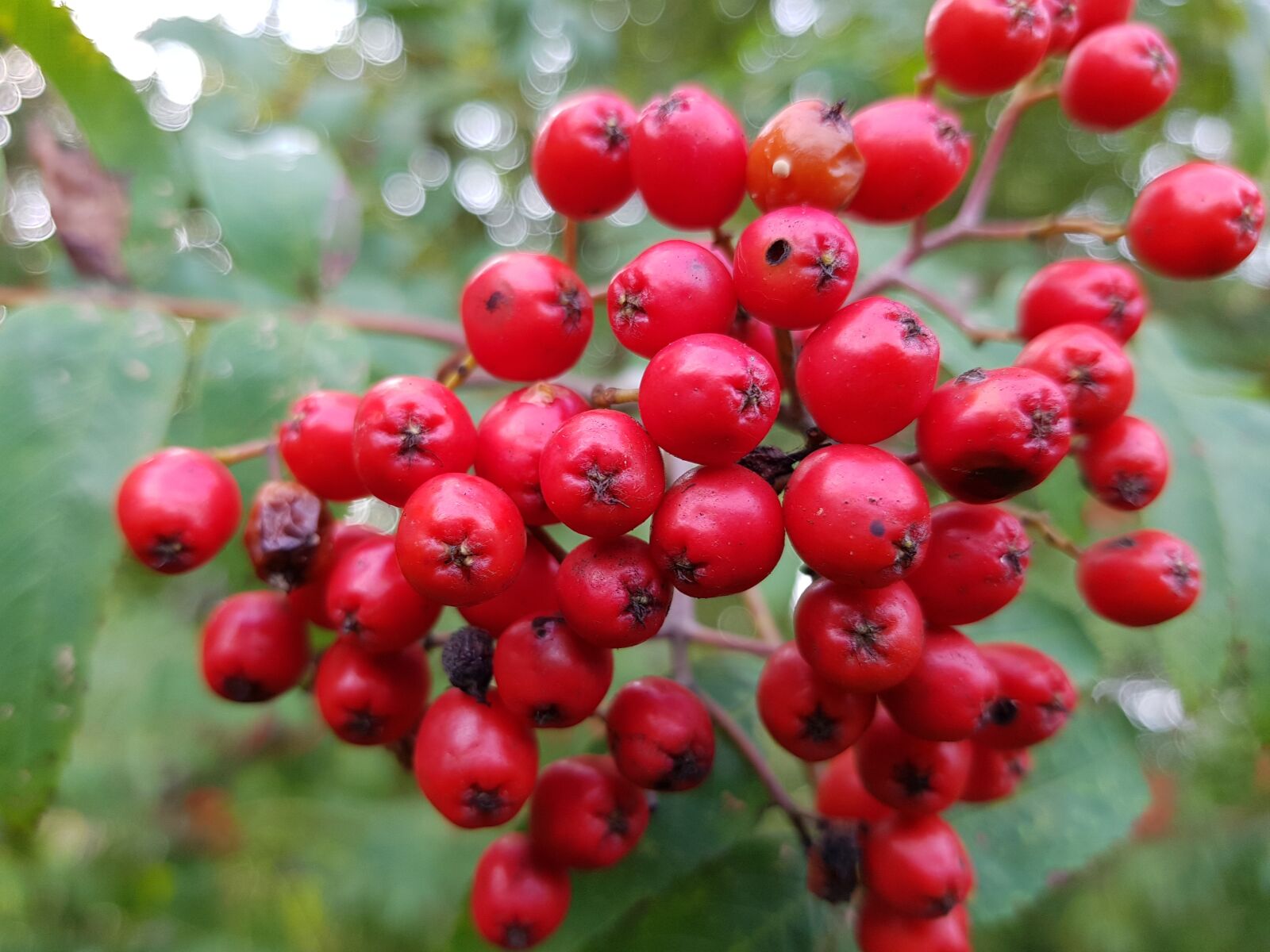 Samsung Galaxy S8+ sample photo. Rowan berries, tree, rowan photography