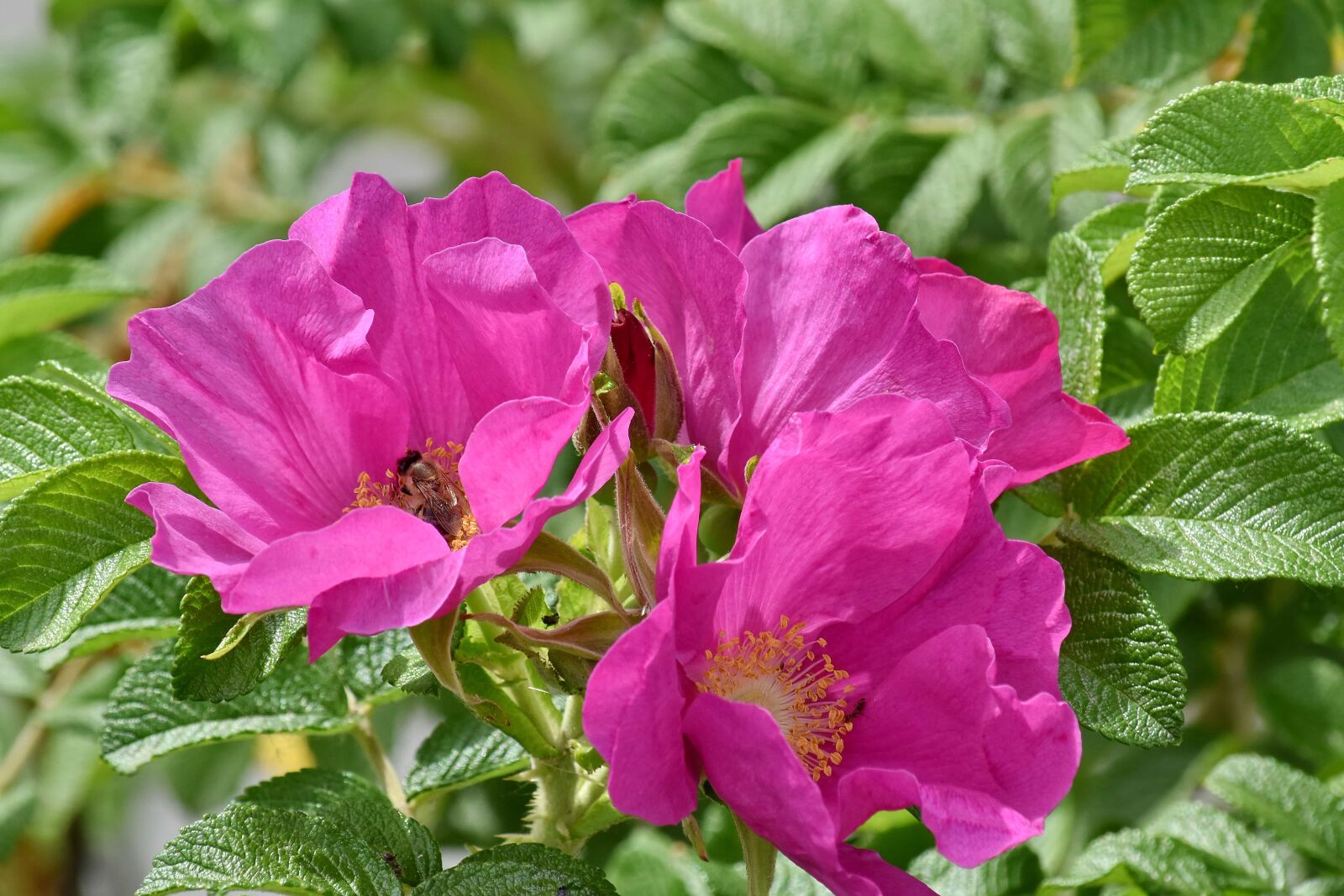 Nikon D5500 sample photo. Fair weather, flower bud photography