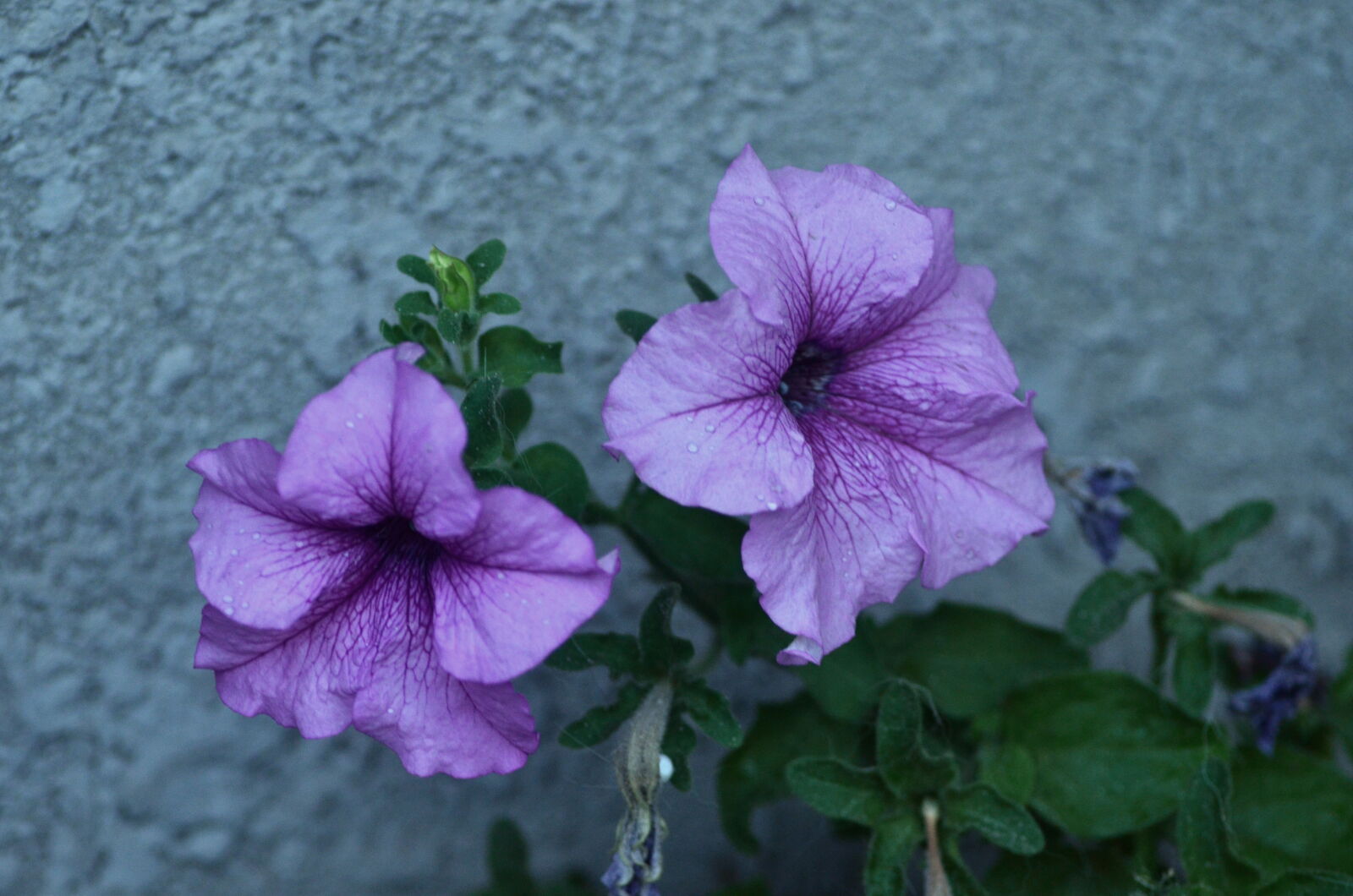 Nikon D7000 sample photo