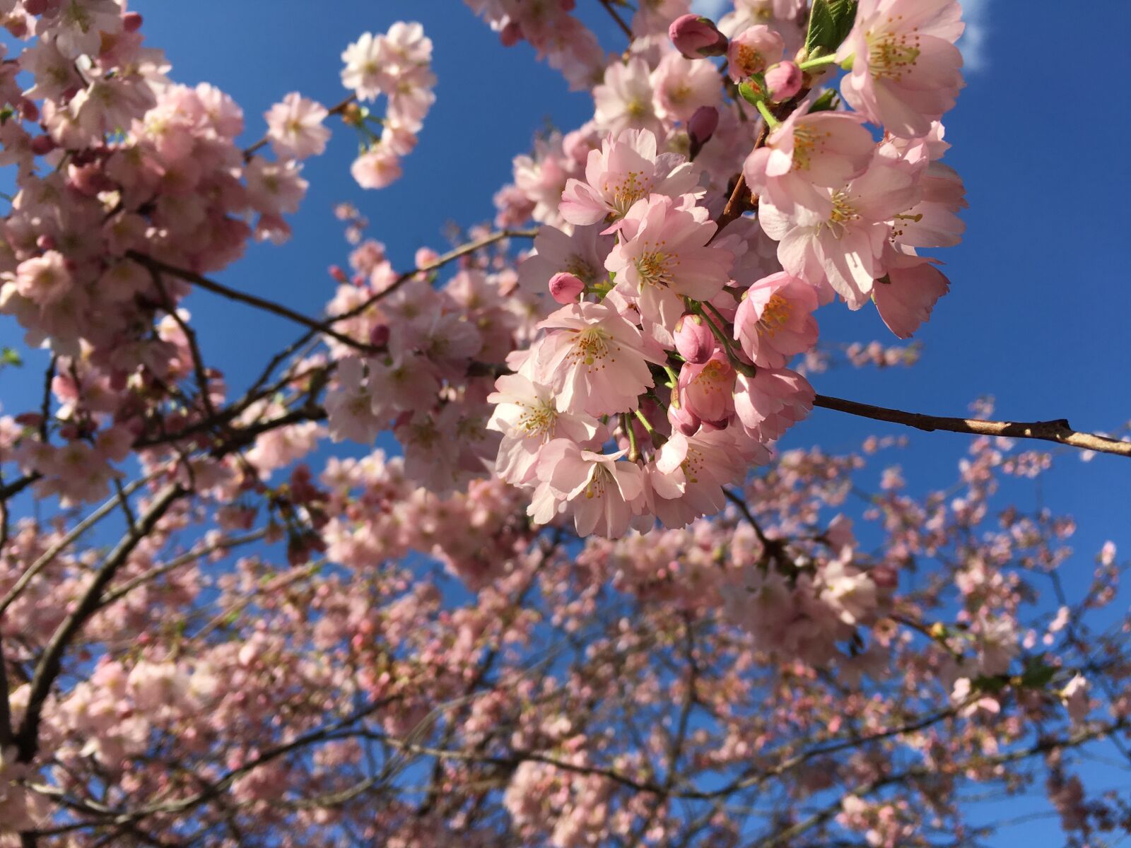 Apple iPhone 6s sample photo. Tree, cherry, spring photography
