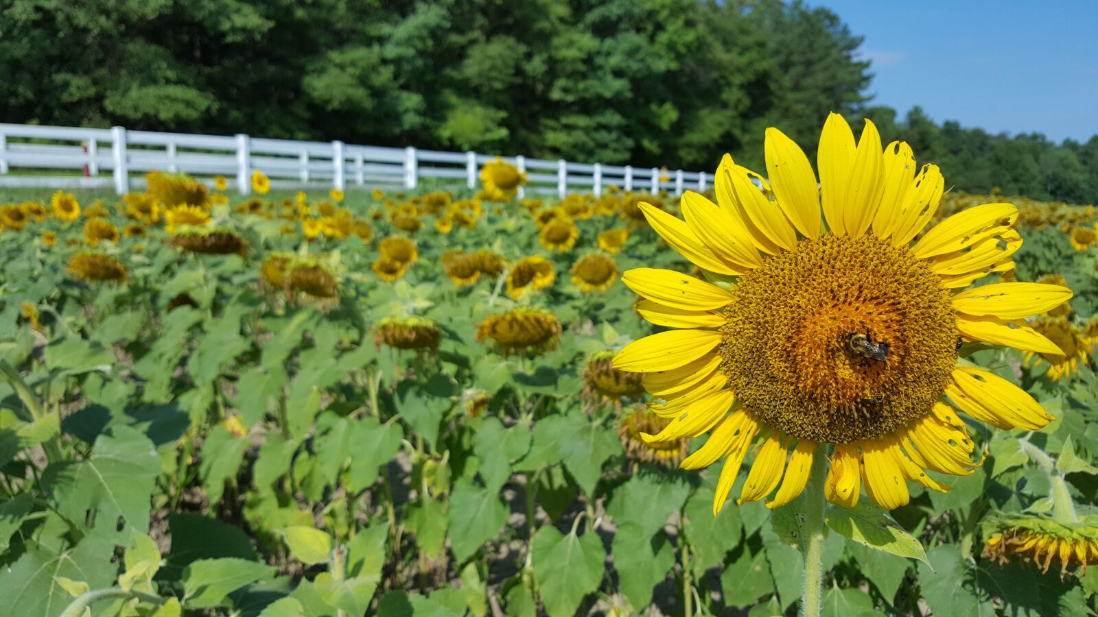 Samsung Galaxy S6 sample photo. Sunflowers, fence, countryside photography