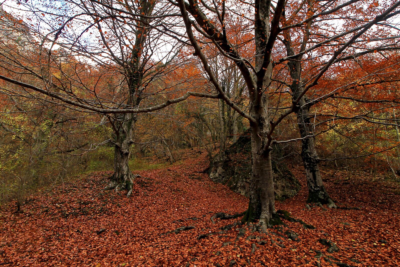 Canon EOS 60D + Canon EF-S 10-18mm F4.5–5.6 IS STM sample photo. Forest, autumn, trees photography