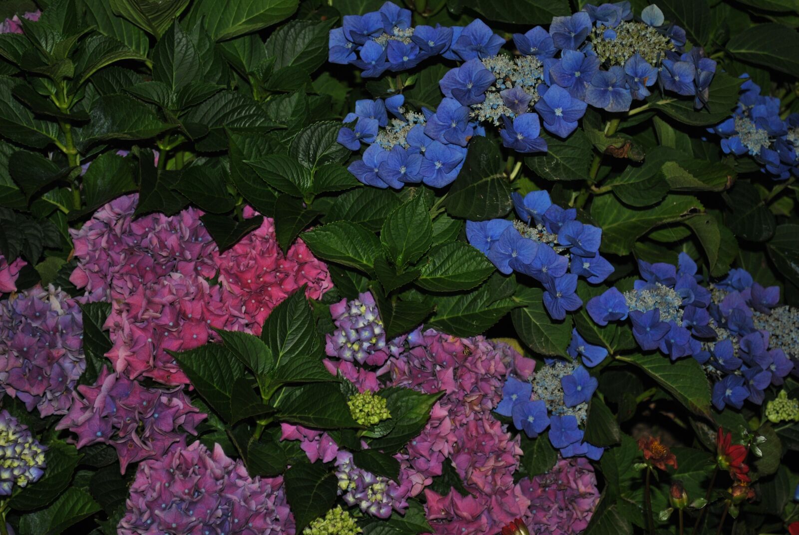 Nikon D3000 sample photo. Flower, summer, hydrangea photography