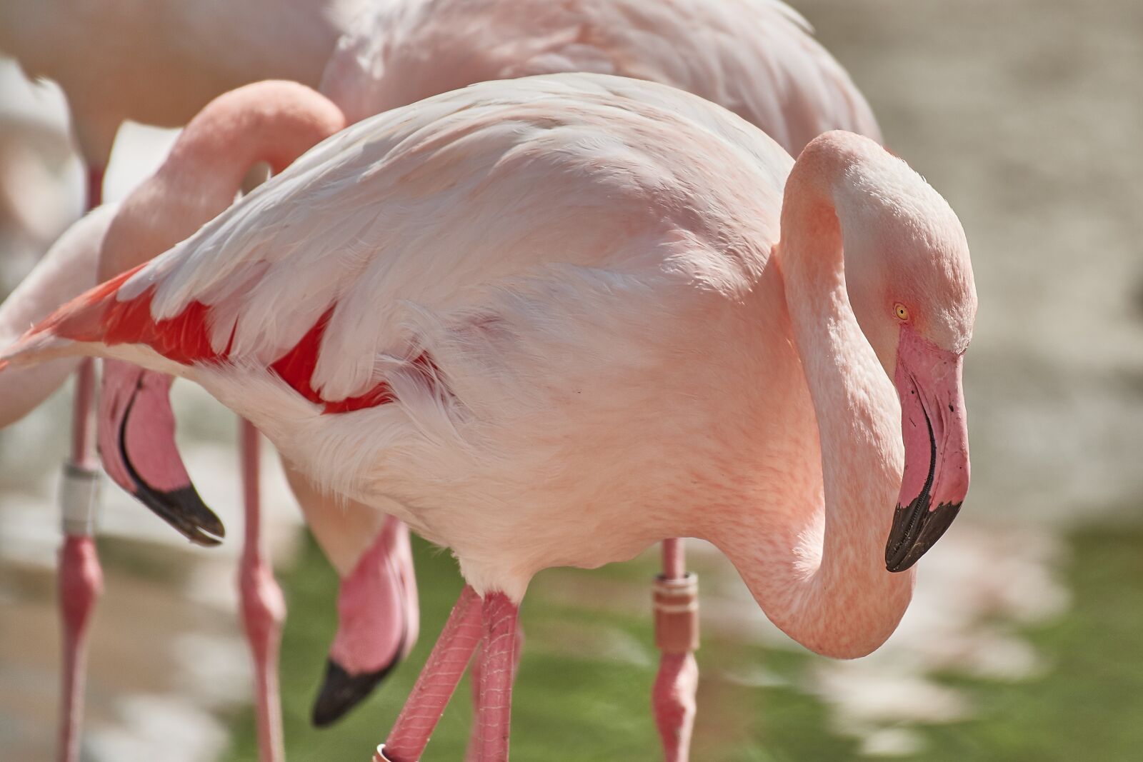 Nikon AF-S Nikkor 200-500mm F5.6E ED VR sample photo. Nature, flamingo, bird photography