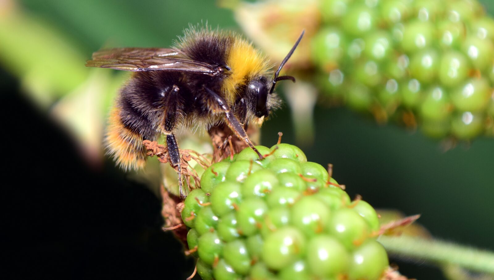 Nikon D3300 sample photo. Hummel, insect, nature photography