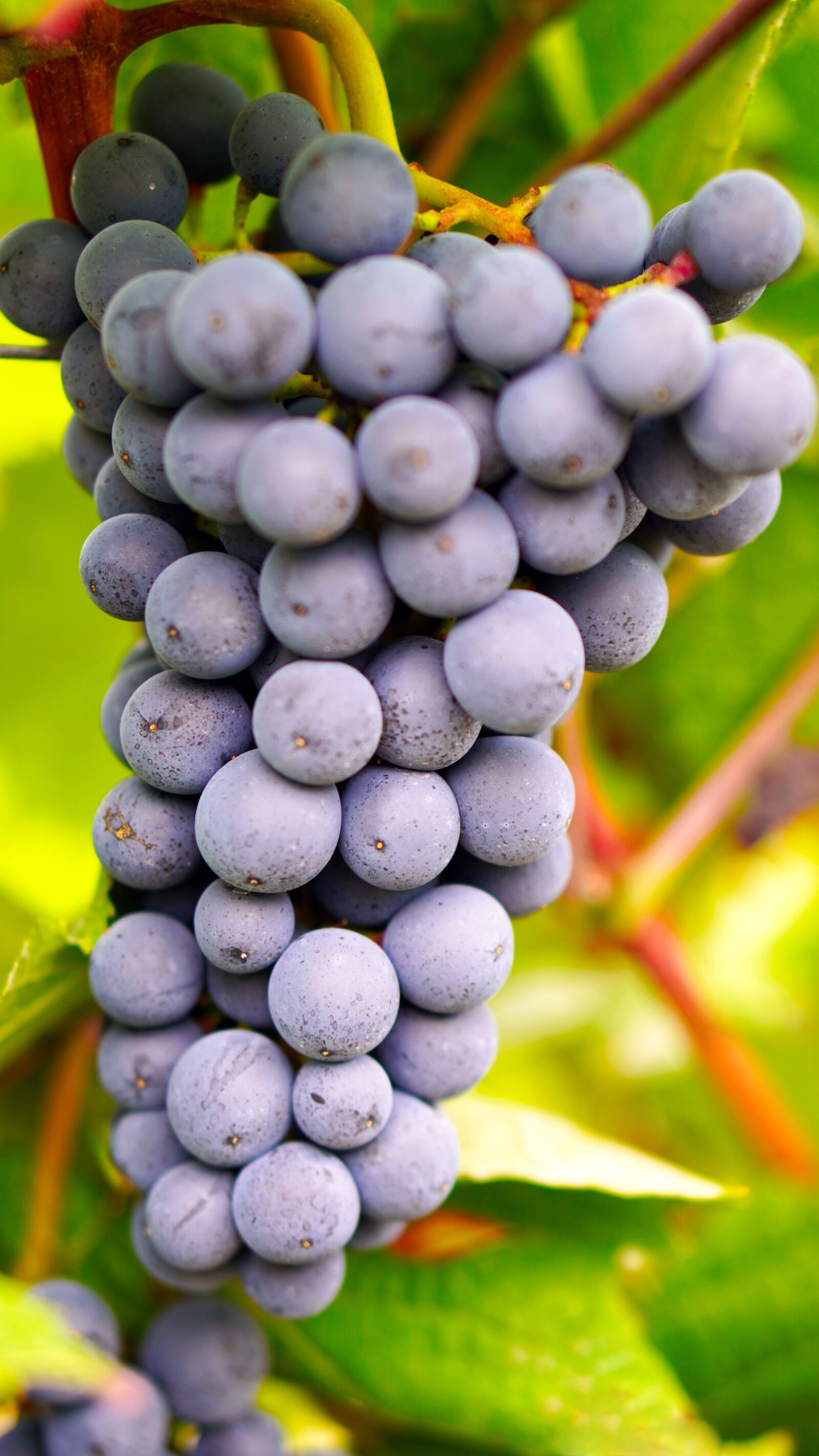 Sony a6400 + E 50mm F1.8 OSS sample photo. Grapes, ripe, harvest photography