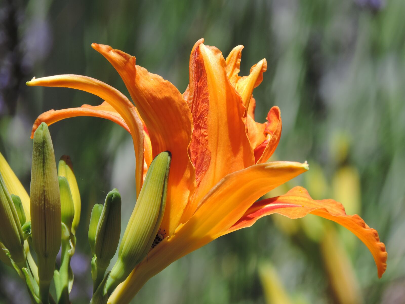 Nikon Coolpix P520 sample photo. Day lily, orange, flowers photography