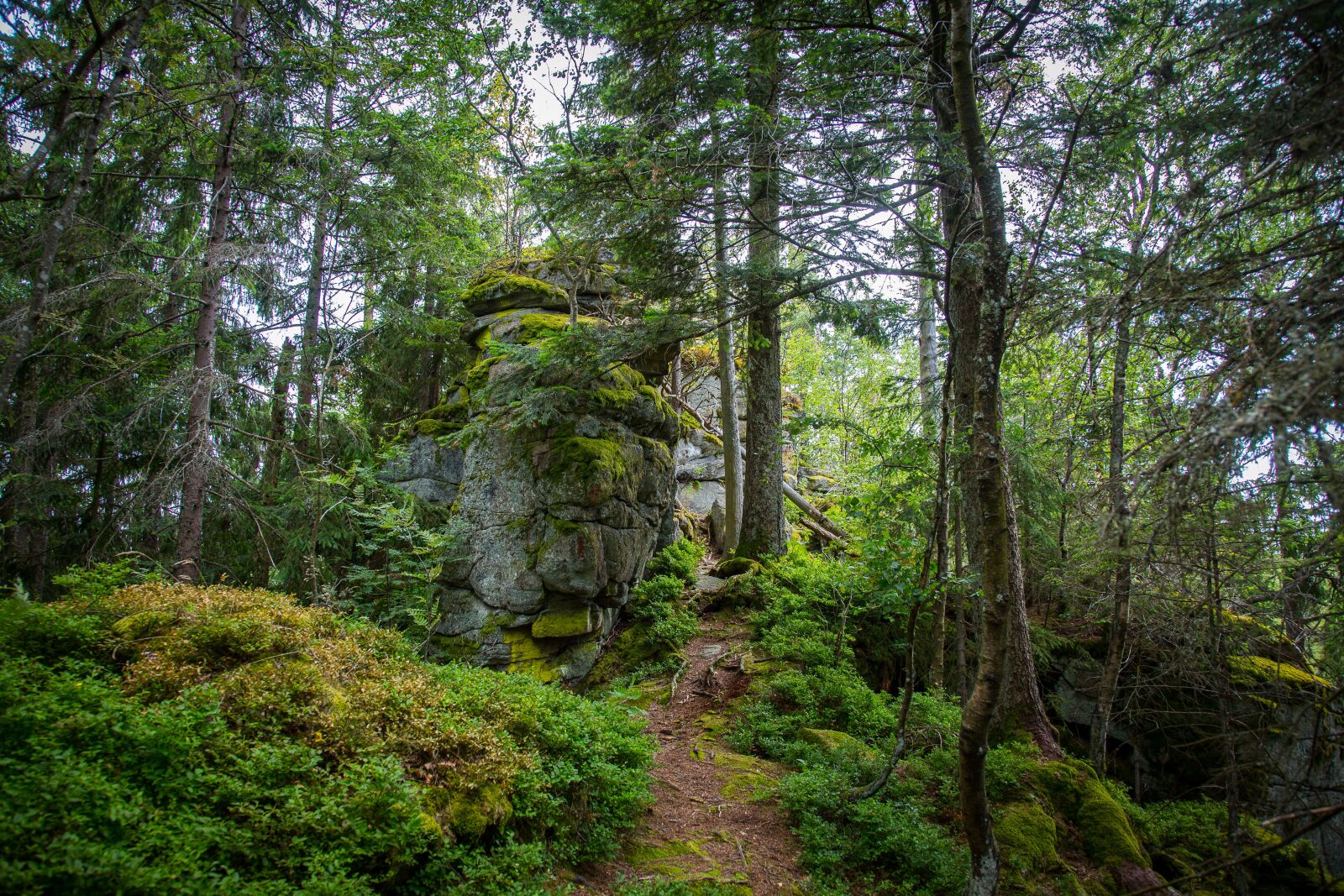 Canon EF 24-105mm F4L IS USM sample photo. Bavarian forest, forest, wilderness photography