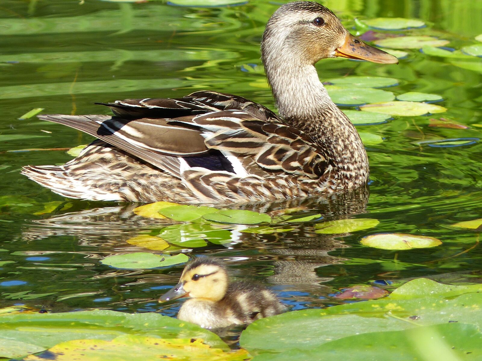 Panasonic Lumix DMC-FZ200 sample photo. Duck, water bird, pond photography
