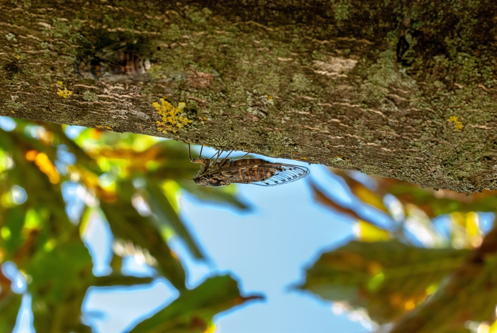 Nikon D80 sample photo. Cicada, south, insect photography