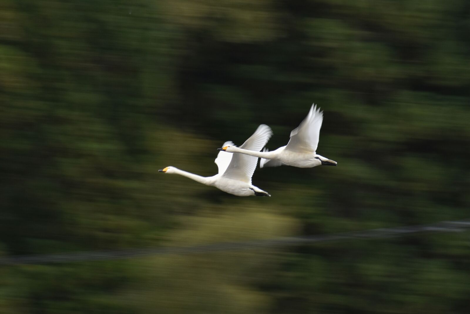 Nikon D7200 sample photo. Animal, forest, bird photography