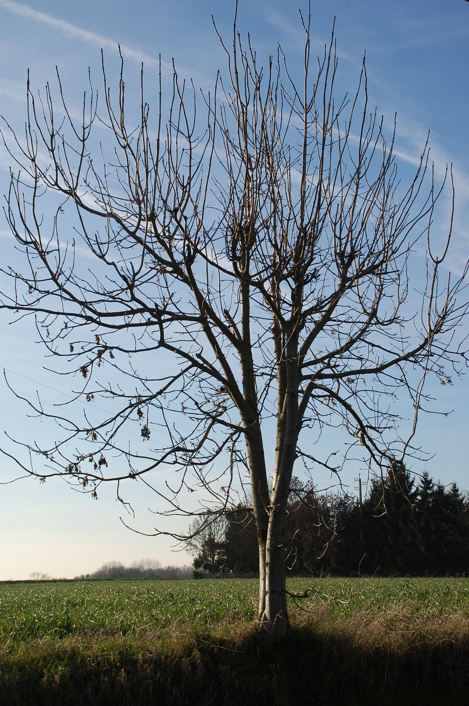 Nikon D40 sample photo. Tree, nature, winter photography
