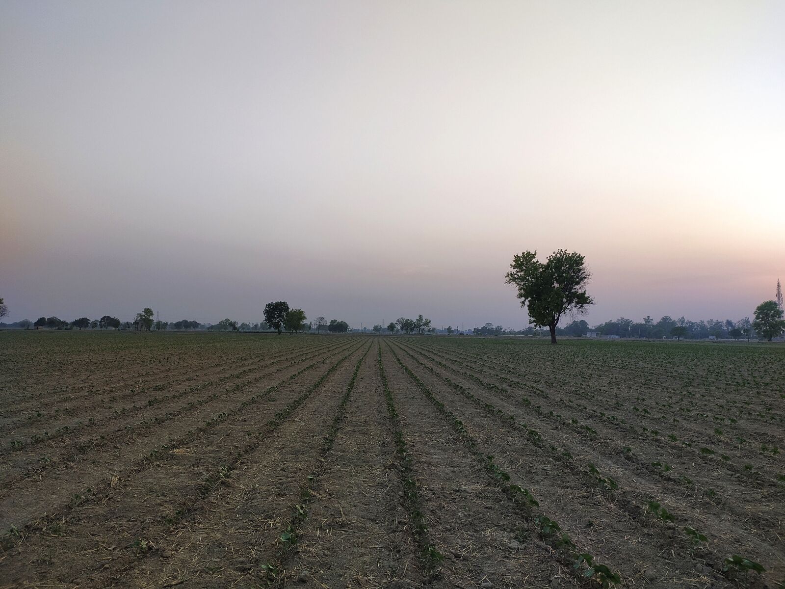 Xiaomi Redmi Note 8 sample photo. India, cotton field, twilight photography