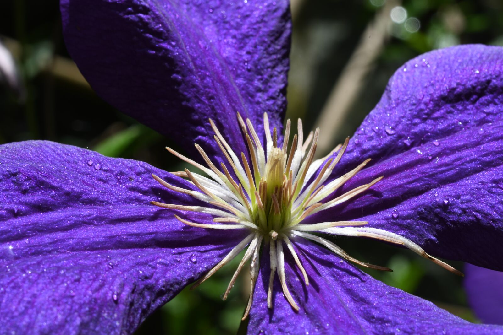 Nikon D7500 sample photo. Flower, petals, blue photography