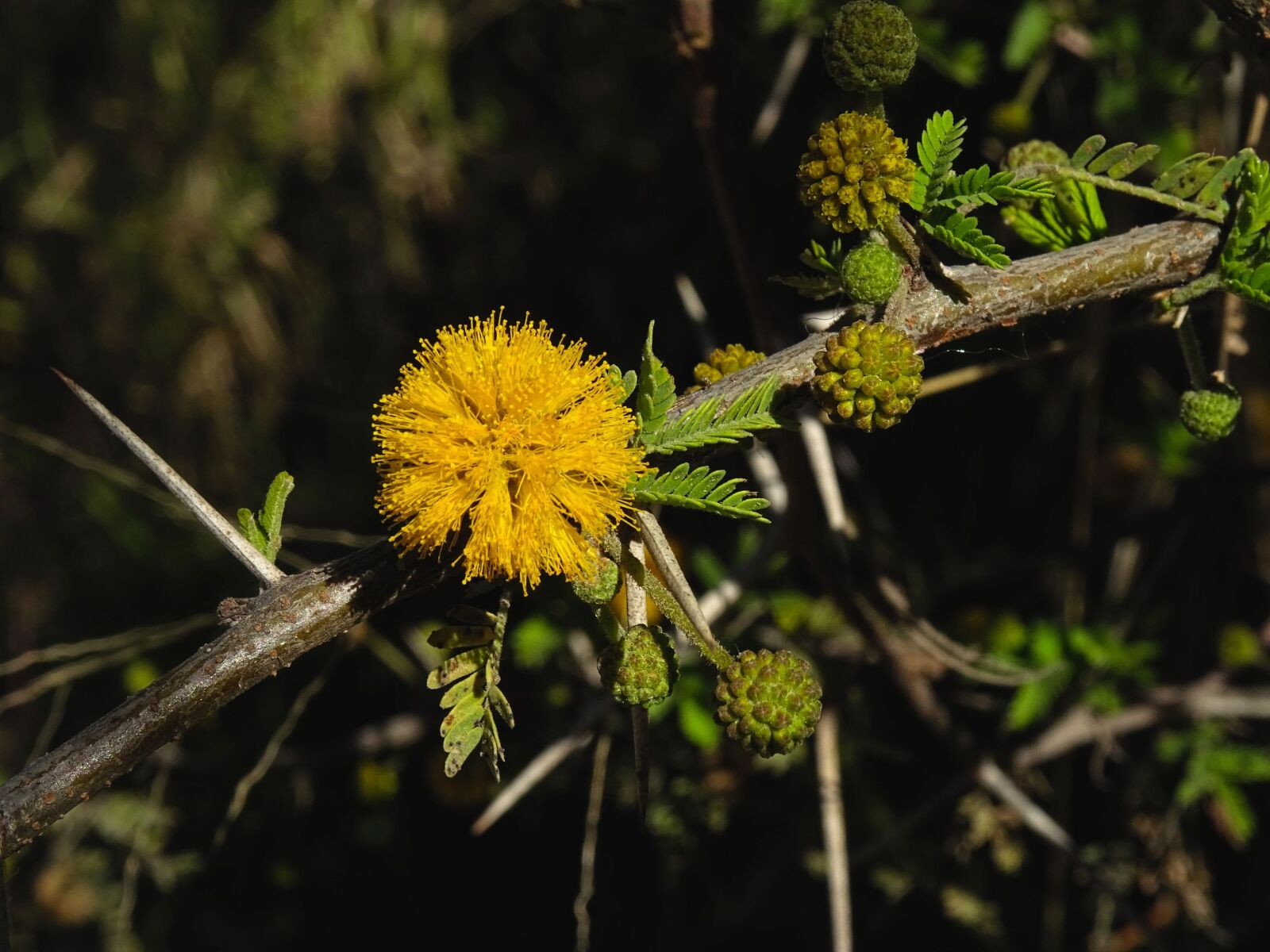 Sony DSC-HX60 sample photo. Acacia, sweet acacia, sponge photography