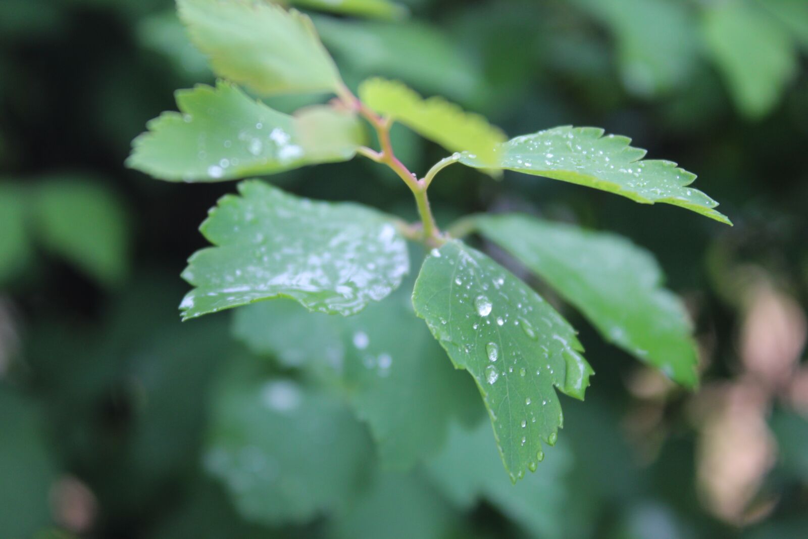 Canon EOS 1300D (EOS Rebel T6 / EOS Kiss X80) sample photo. Leaf, rain, raindrop photography