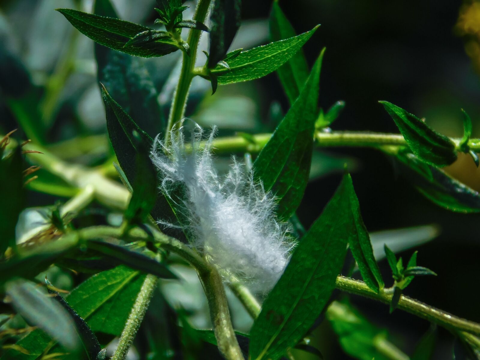 Nikon Coolpix L840 sample photo. Feather, bush, depend photography