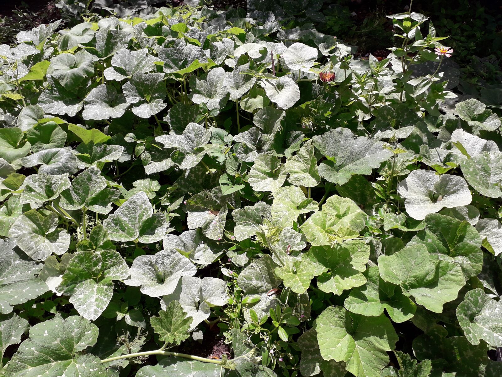 Samsung Galaxy J6 sample photo. Vegetação, verde, natureza photography