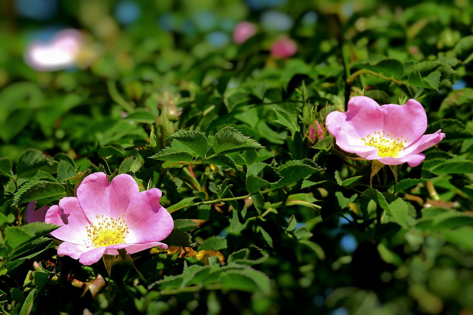 Nikon Coolpix P900 sample photo. Wild rose, flowers, pink photography