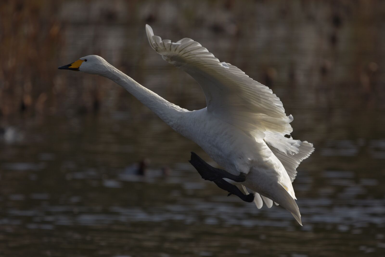 Nikon D7200 sample photo. Animal, pond, bird photography