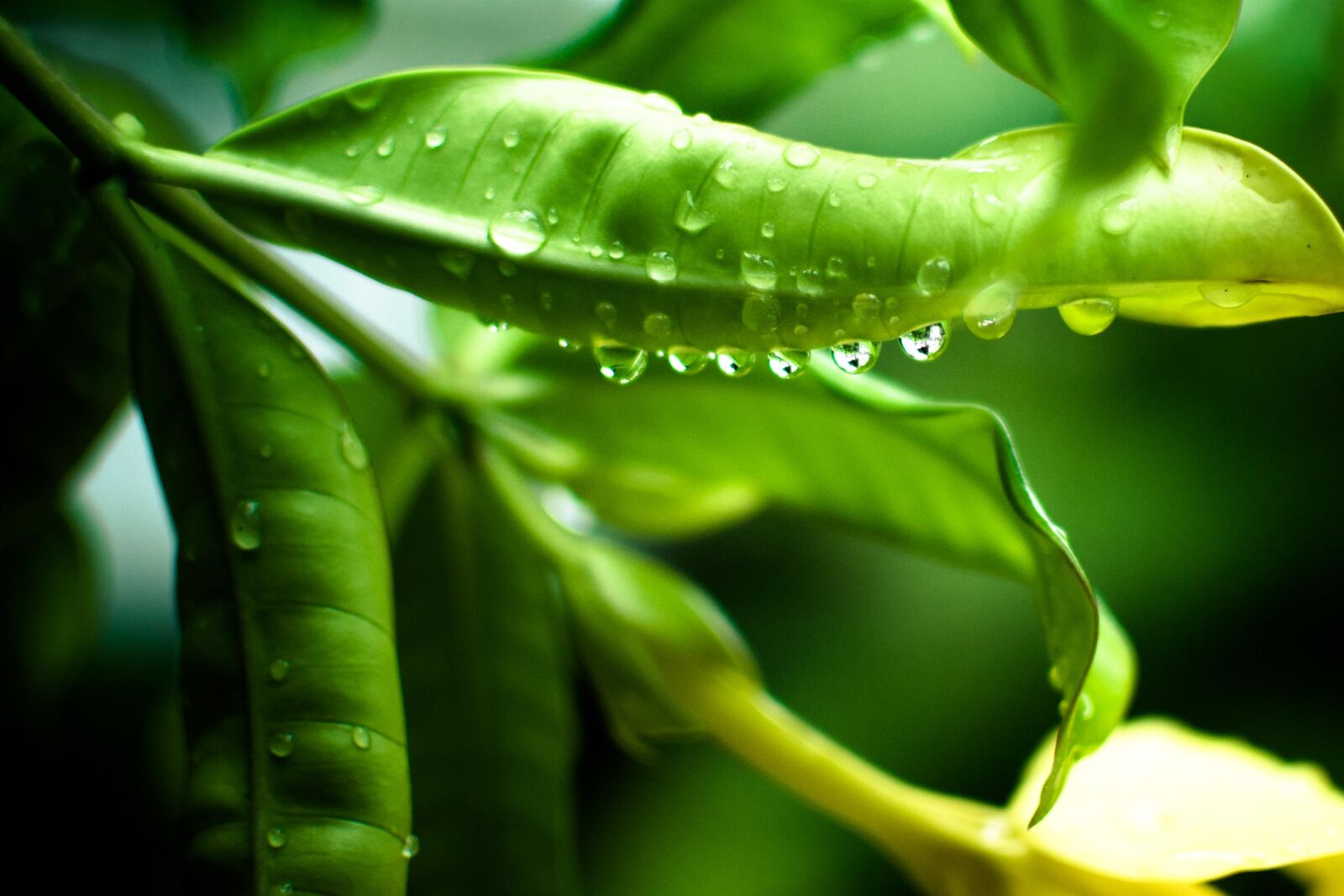 Nikon D3100 sample photo. Rain, raindrops photography