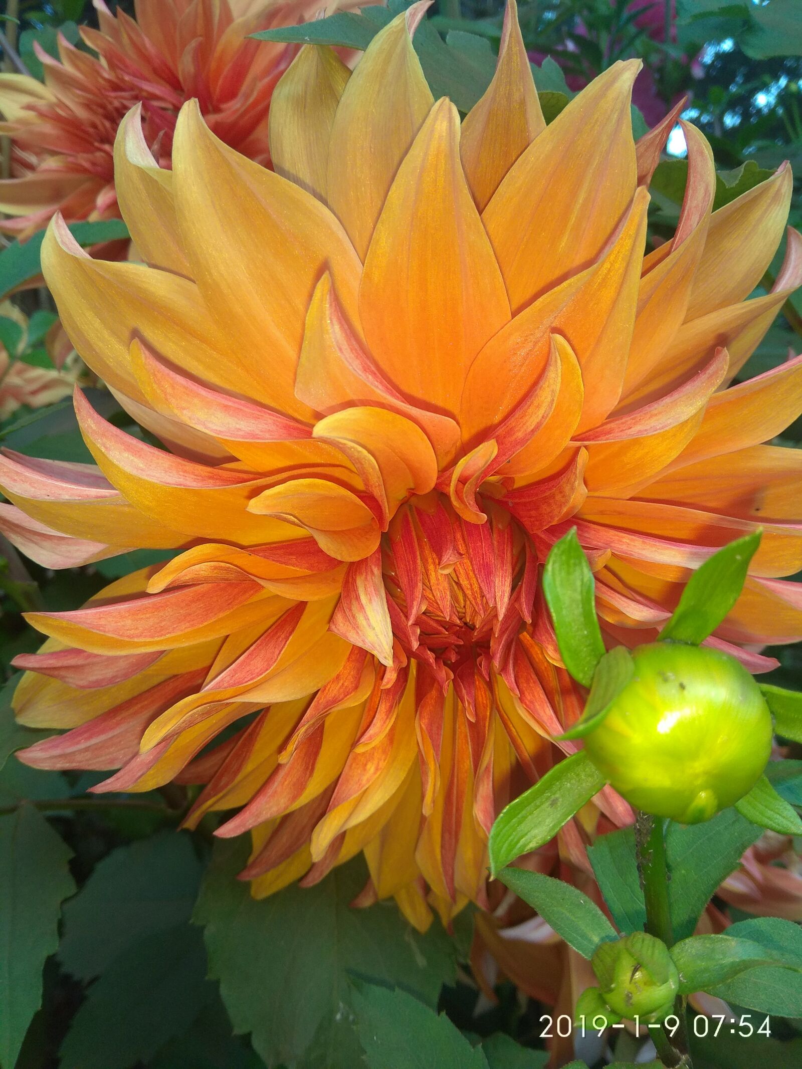 Xiaomi Redmi Note 4 sample photo. Red flower, bhalia flower photography