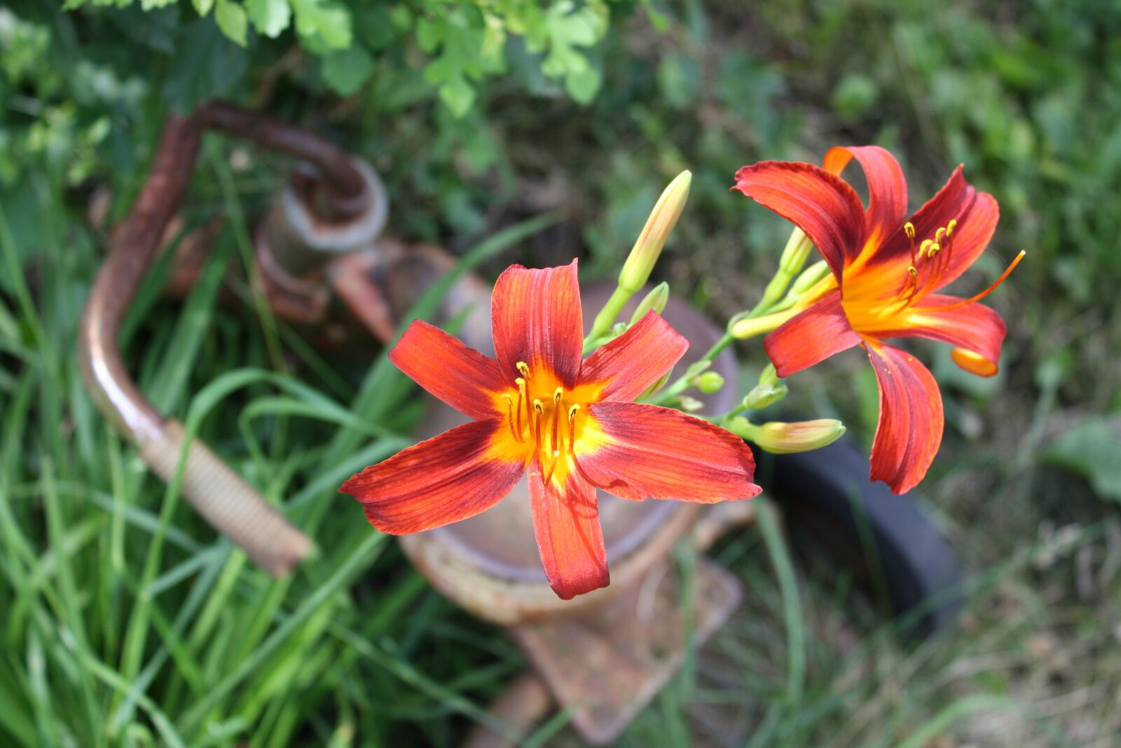 Canon EOS 1000D (EOS Digital Rebel XS / EOS Kiss F) sample photo. Lily, tiger, orange photography
