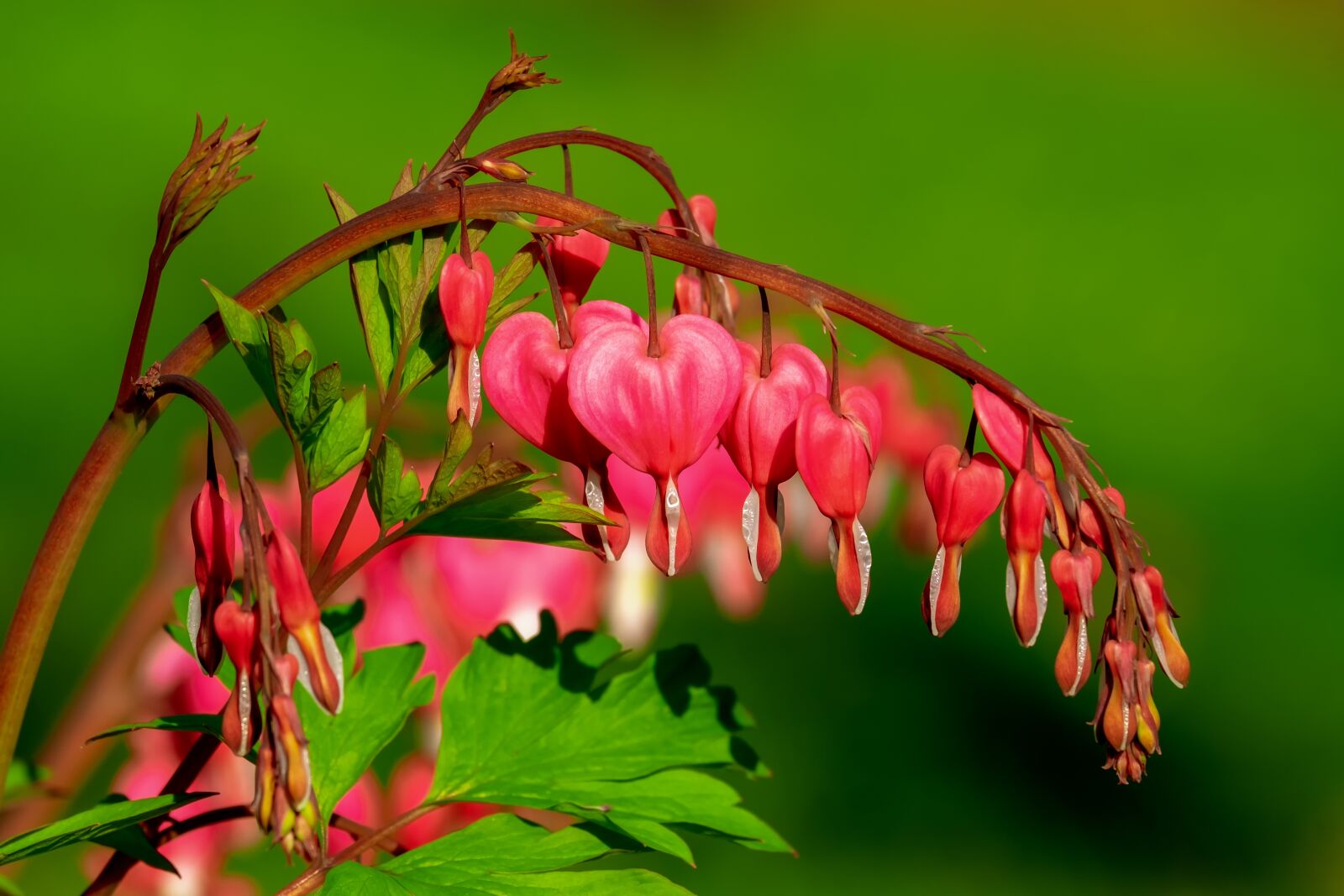 Fujifilm XF 55-200mm F3.5-4.8 R LM OIS sample photo. Bleeding heart, flower, heart photography