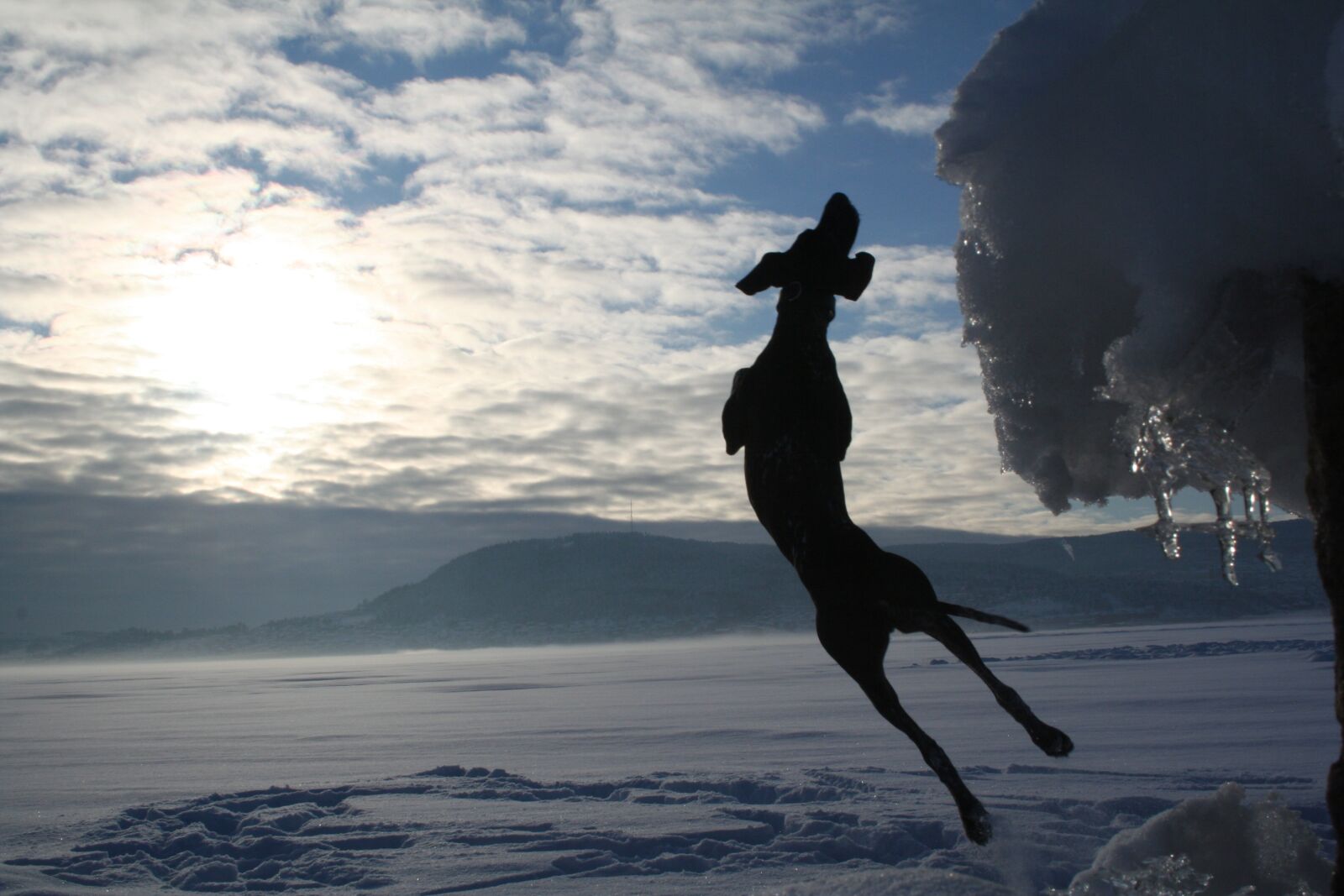 Canon EOS 350D (EOS Digital Rebel XT / EOS Kiss Digital N) sample photo. Dog, german pointer, winter photography