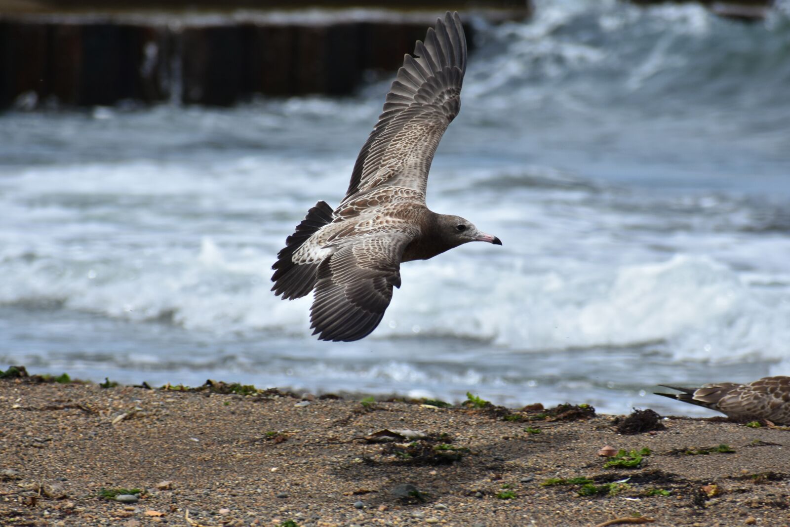 Nikon D7200 sample photo. Animal, sea, wave photography