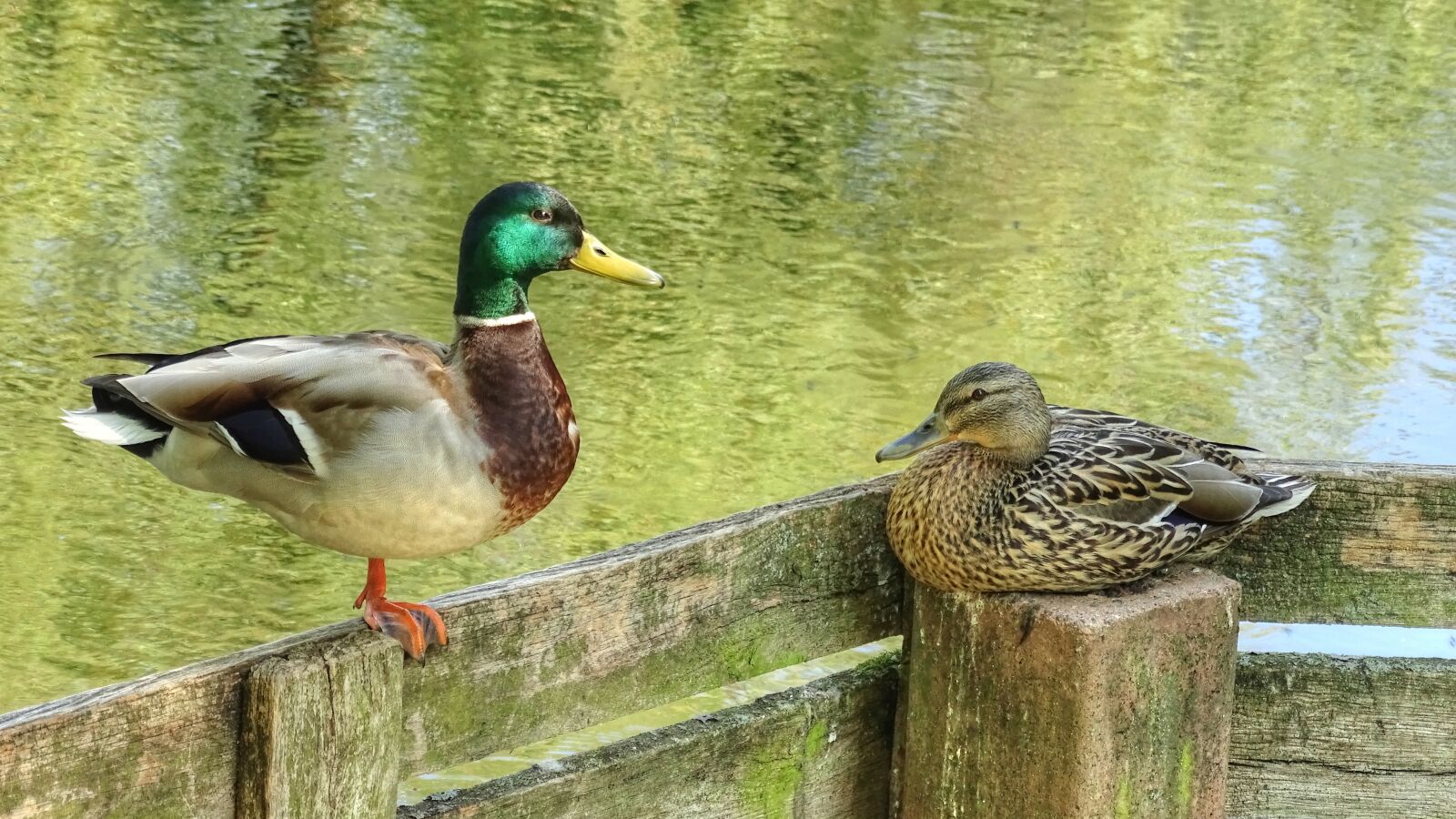Sony Cyber-shot DSC-HX400V sample photo. Ducks, pair of ducks photography