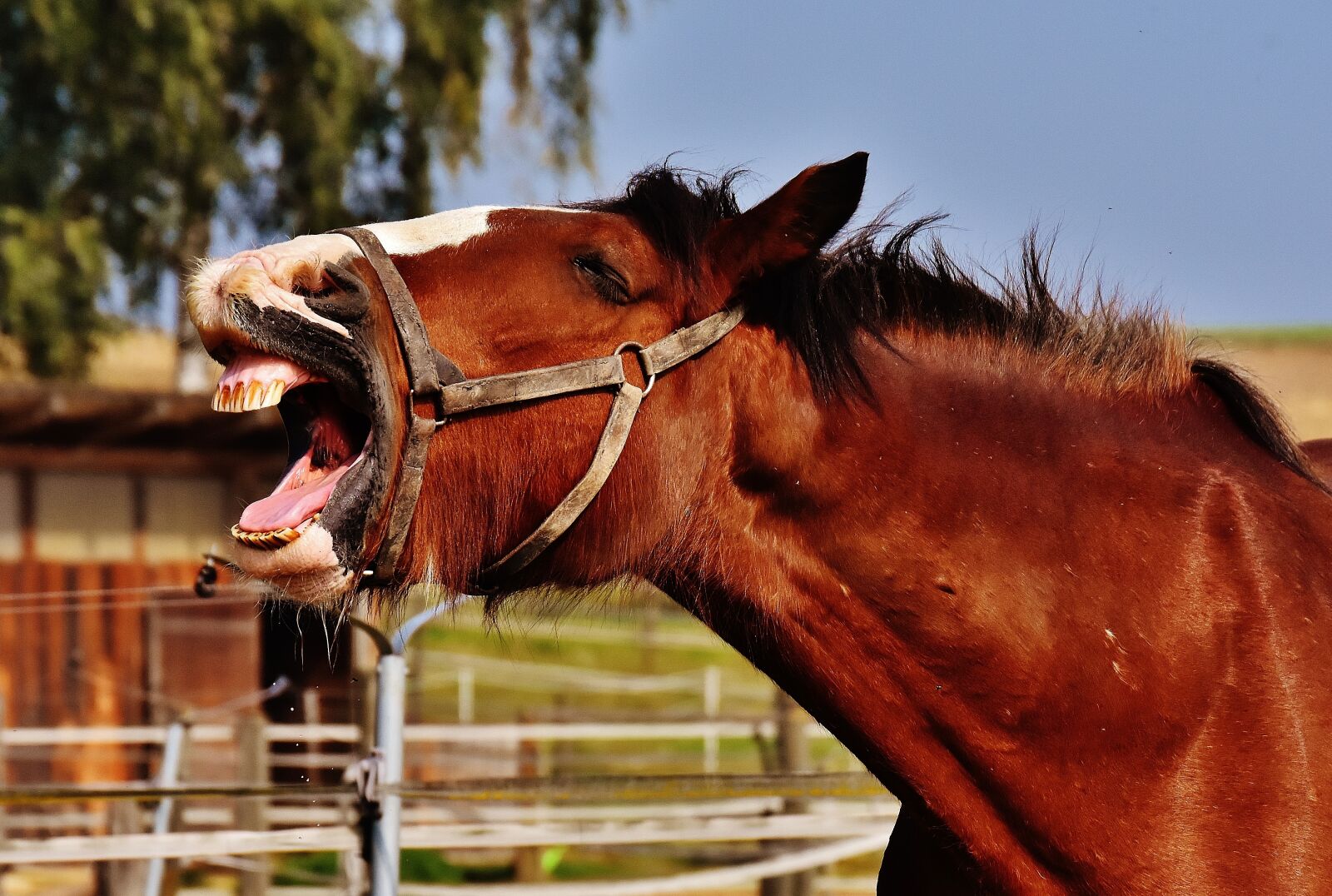 Nikon D7200 sample photo. Shire horse, horse, stick photography