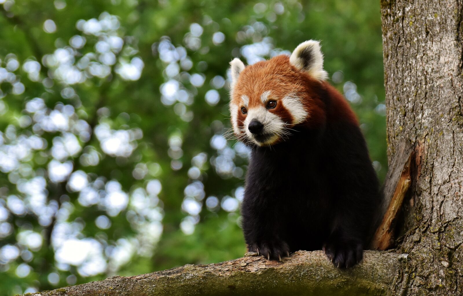 Nikon D7200 sample photo. Panda, red panda, bear photography