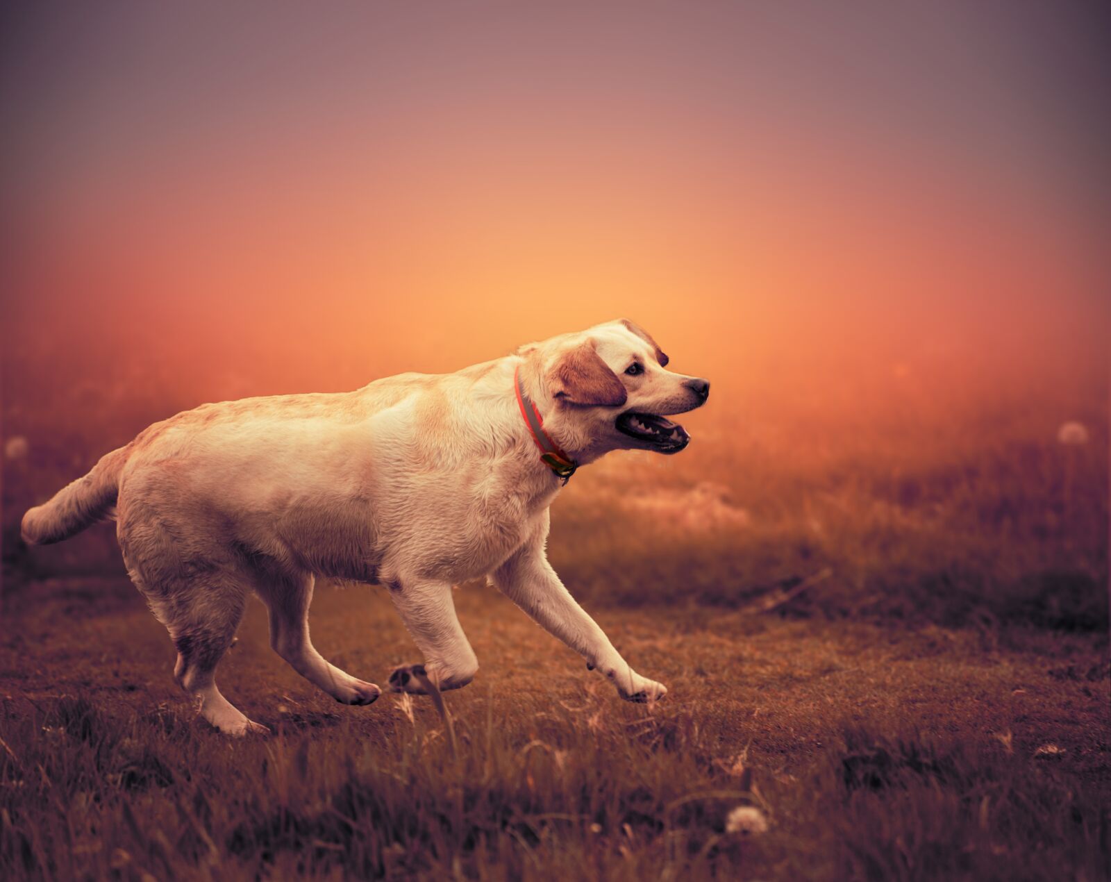 Nikon D810 sample photo. Labrador, dog, pet photography
