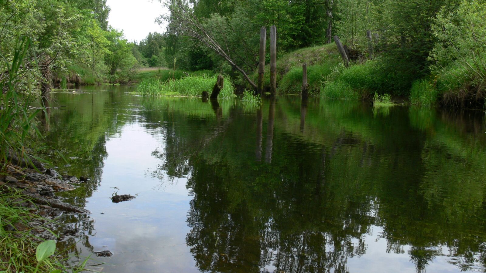 Panasonic DMC-FZ30 sample photo. River, forest, water photography