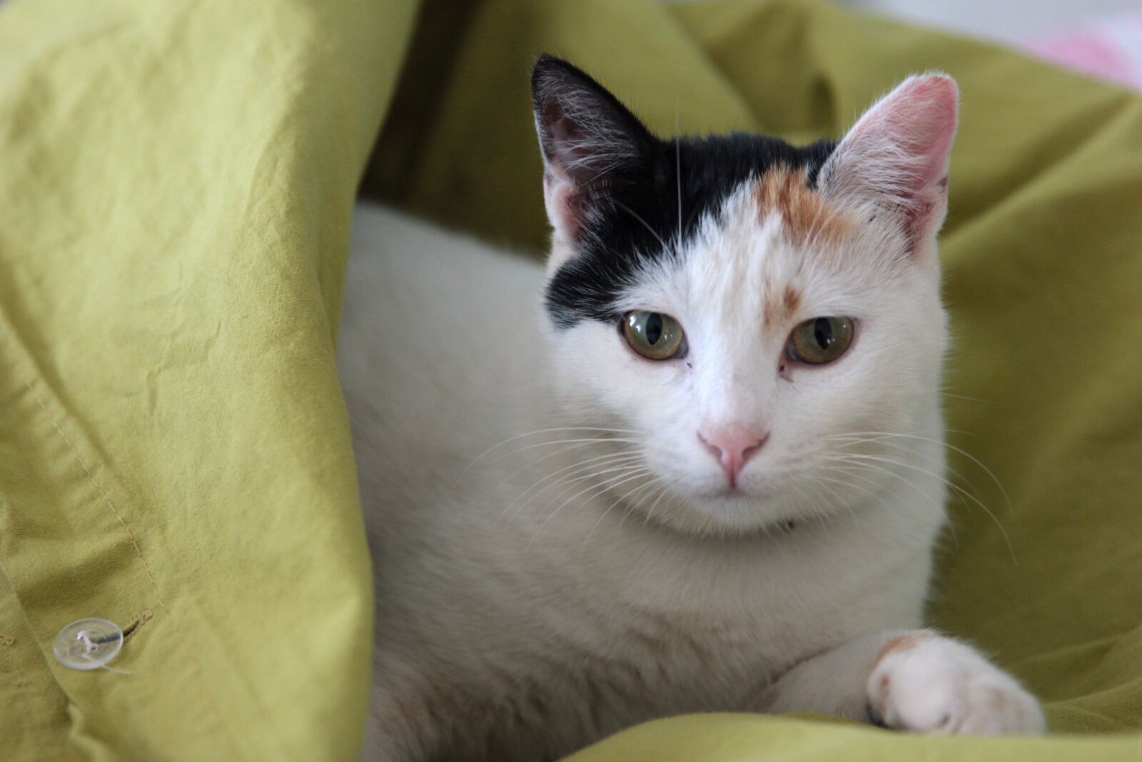 Canon EOS 550D (EOS Rebel T2i / EOS Kiss X4) sample photo. Cat, animal, portrait photography
